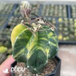 Astrophytum capricorne var. crassispinum - Image 2