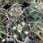 Normal Astrophytum capricorne crassispinum