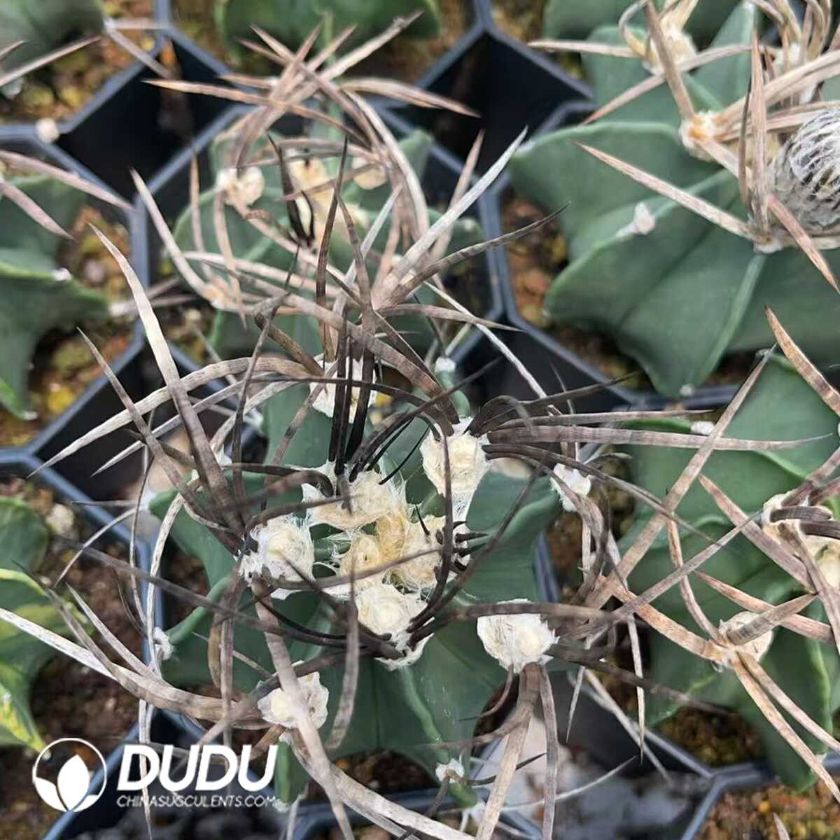 1756130119-1750320247-e201.jpg Normal Astrophytum capricorne crassispinum - Image 1