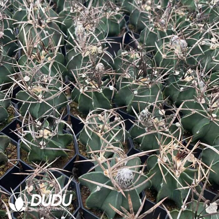 Normal Astrophytum capricorne crassispinum - Image 2