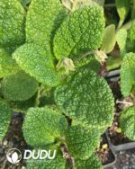 Sinningia bullata - Image 2