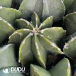 Astrophytum myriostigma with White Border