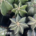 Astrophytum myriostigma with White Border - Image 2