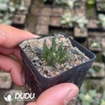 Ariocarpus-Scapharostrus