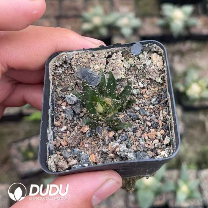 Ariocarpus-Scapharostrus - Image 2