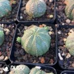 Euphorbia Bbesa - Image 2