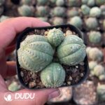 Euphorbia Obesa Cluster