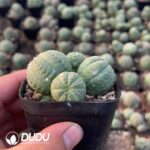 Euphorbia Obesa Cluster - Image 2