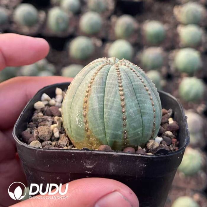 Euphorbia Obesa - Image 2