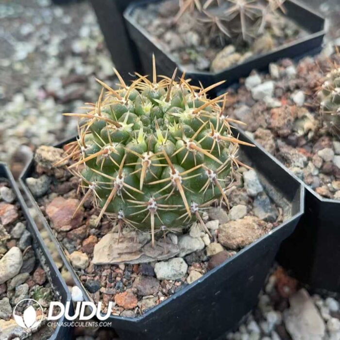 Eriosyce Curvispina - Image 2