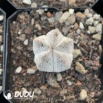 Astrophytum myriostigma cv. Onzuka