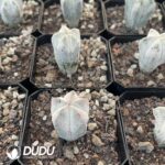 Astrophytum myriostigma cv. Onzuka - Image 2