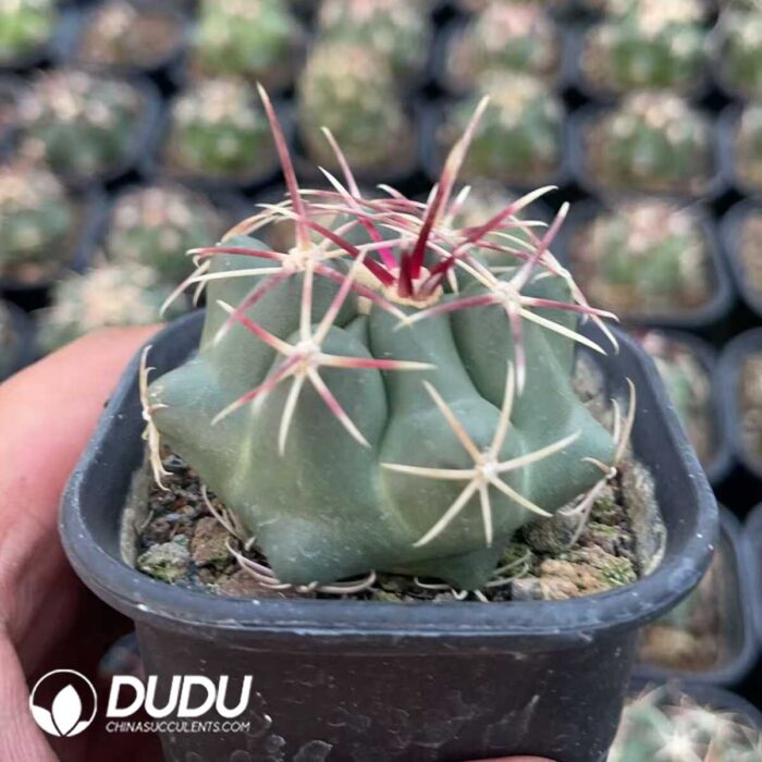 Thelocactus Heterochromus - Image 2