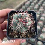 Thelocactus hexaedrophorus var. fossulatus cv. Long spines (Japan)