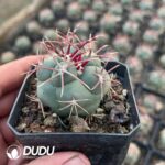 Thelocactus hexaedrophorus var. fossulatus cv. Long spines (Japan) - Image 2