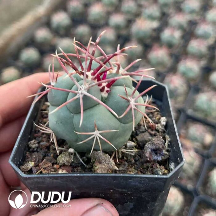 Thelocactus hexaedrophorus var. fossulatus cv. Long spines (Japan) - Image 2