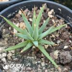 Agave Albopilosa - Image 2