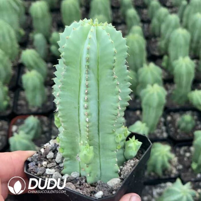 Euphorbia horrida - Image 2