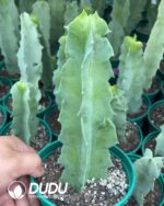 Caralluma Acutangula