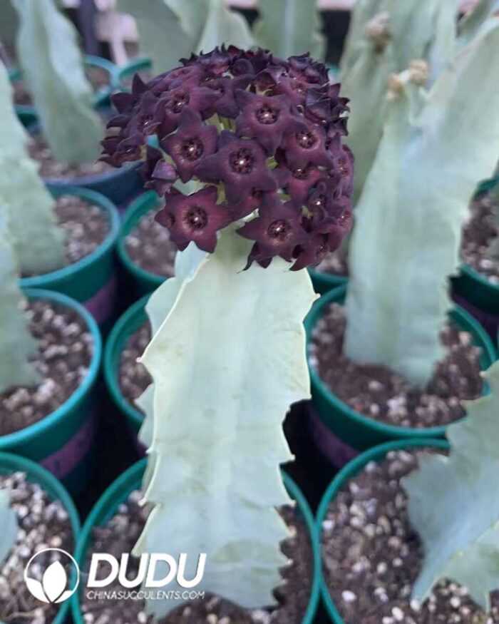 Caralluma Acutangula - Image 2