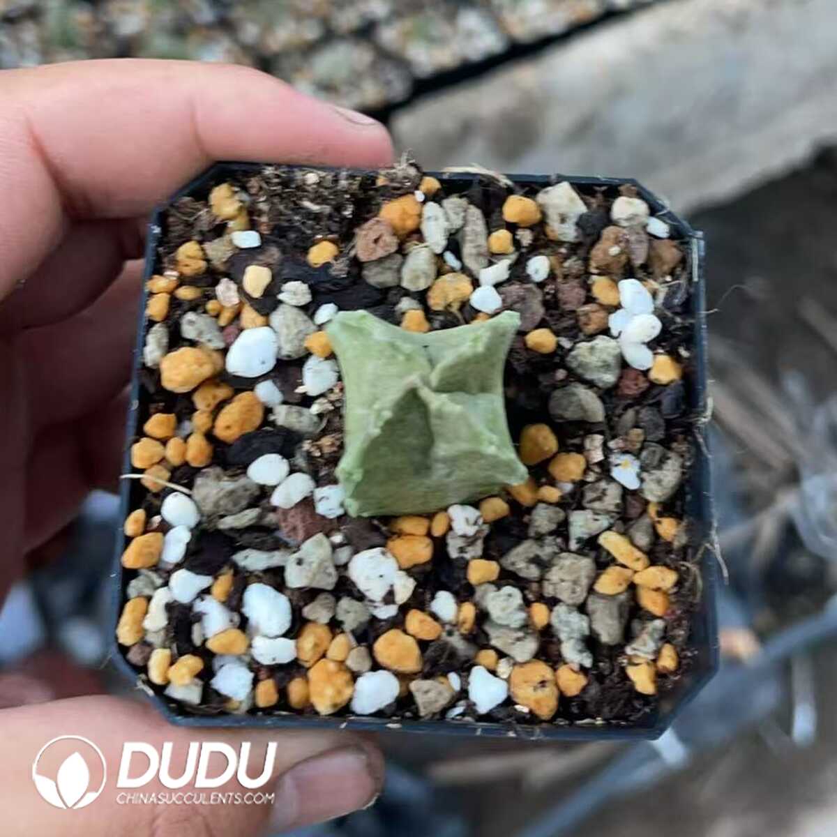 1756130670-1750640893-e201.jpg Ischnolepis Natalensis - Image 1