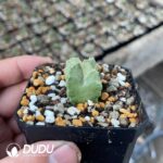 Ischnolepis Natalensis - Image 2