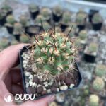 Eriosyce ihotzkyanae