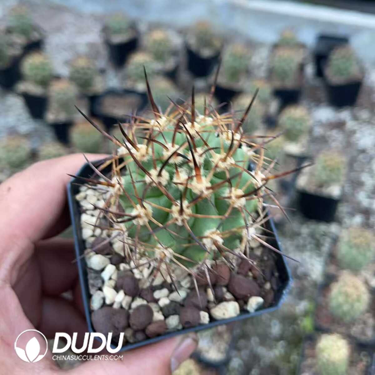 1756130675-1750640904-e201.jpg Eriosyce ihotzkyanae - Image 1