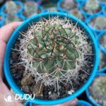 Eriosyce ihotzkyanae