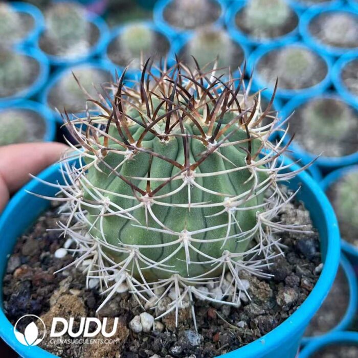 Eriosyce ihotzkyanae - Image 2