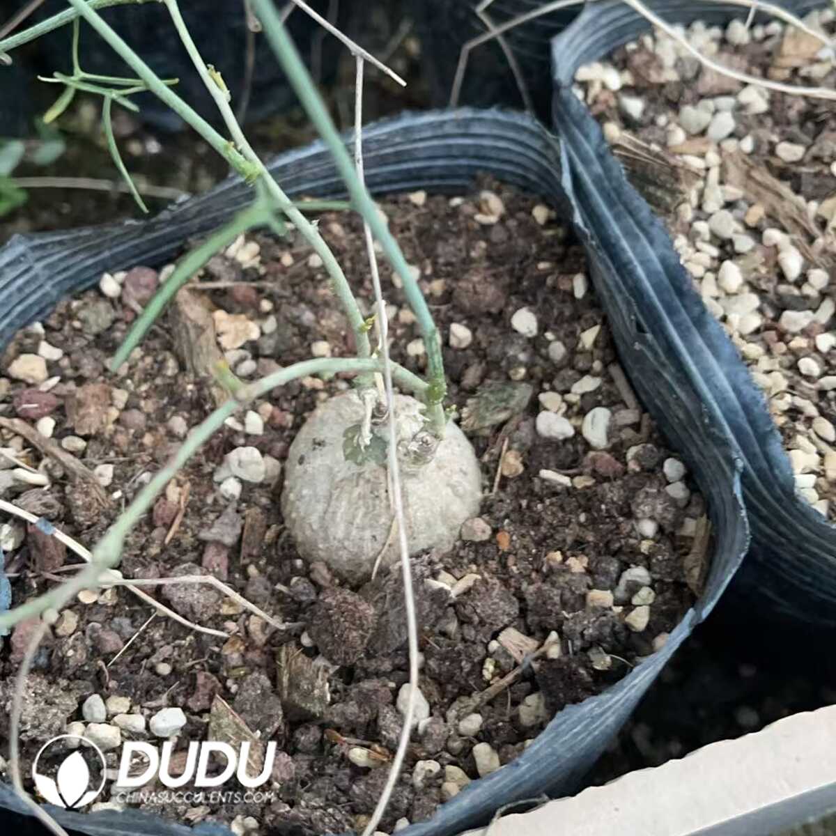 1756130747-1750641101-e201.jpg Adenia kirkii - Image 1