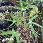 Adenia kirkii - Image 2