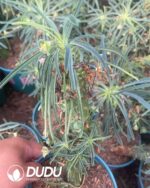 Euphorbia buruana - Image 2