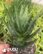 Aloe Diqi Aloe Vera