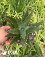 Aloe Diqi Aloe Vera - Image 2