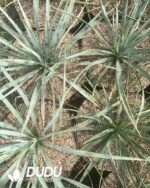 Yucca scarecrow - Image 2