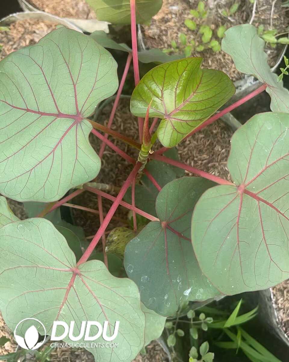 1756130820-1750641332-e201.jpg Ficus petiolaris - Image 1