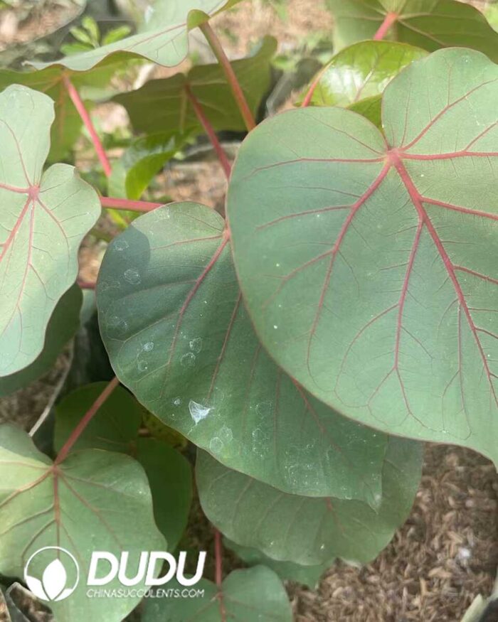 Ficus  petiolaris - Image 2