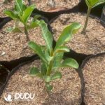 Adenium obesum - Image 2