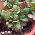 Euphorbia milii cristata