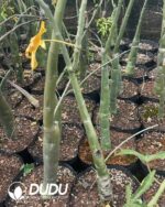 Adenia venenataForssk - Image 2