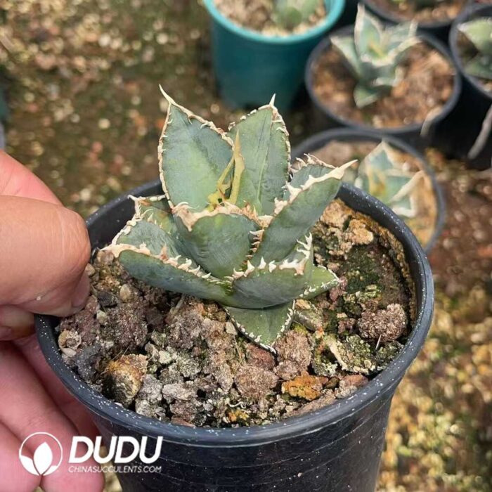 Agave Titanota 'Werewolf' - Image 2