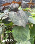 Adenia Stylosa - Image 2