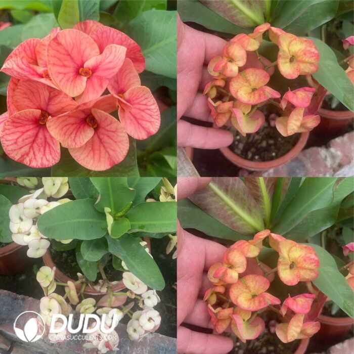 Euphorbia Milii - Image 2