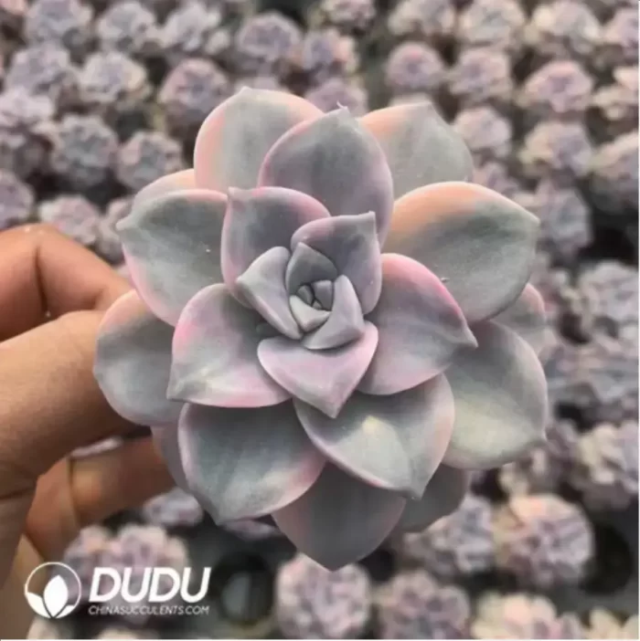 Graptopetalum Purple Delight Variegated - Image 2