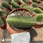 Espostoa Takashi Santa Claus Cristata - Image 2