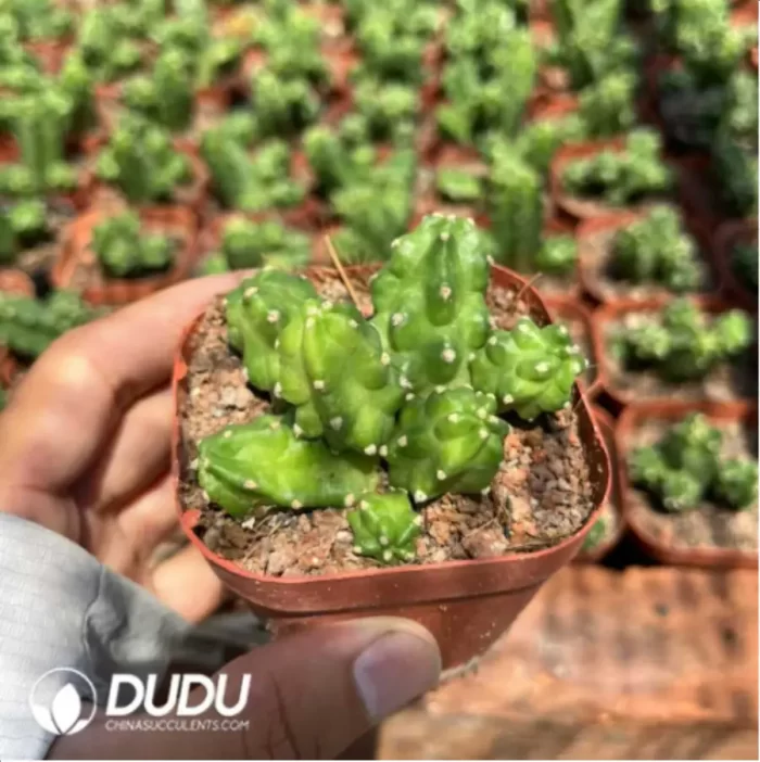 Euphorbia aggregata - Image 2