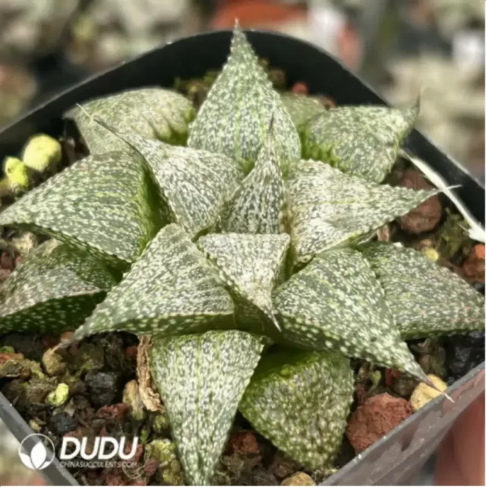 Haworthia Andromeda - Image 2