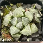 Haworthia Celadon Emelyae Var. Major - Image 2