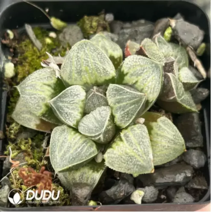 Haworthia Celadon Emelyae Var. Major - Image 2